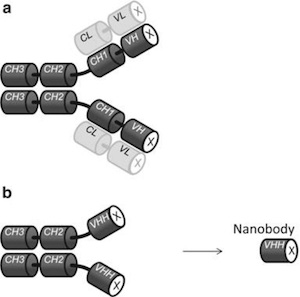 Schematic representation of (a) a mammal antibody (IgG) and (b) an alpaca (camelid) heavy chain antibody from which the VHH antibody, or nanobody, is derived. VHH technology is among the most exciting developments in antibody research and promises to be faster, cheaper and better than alternative procedures.