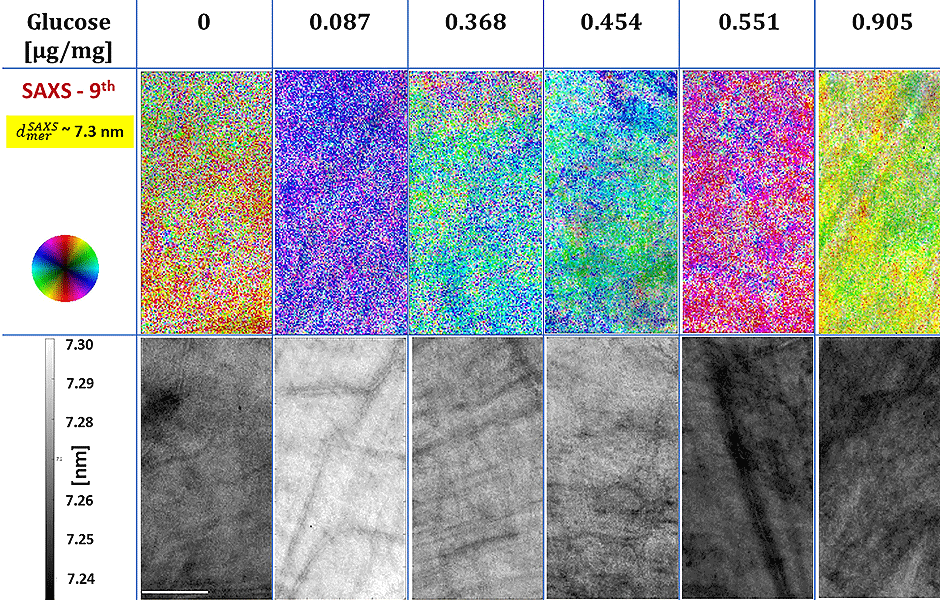 Collagen fibre nanostructure in connective tissue of farm animals visualised by small angle x-ray scattering (SAXS) imaging