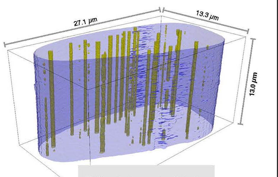 The pores inside a silk fibre are not filled with water when wet.
