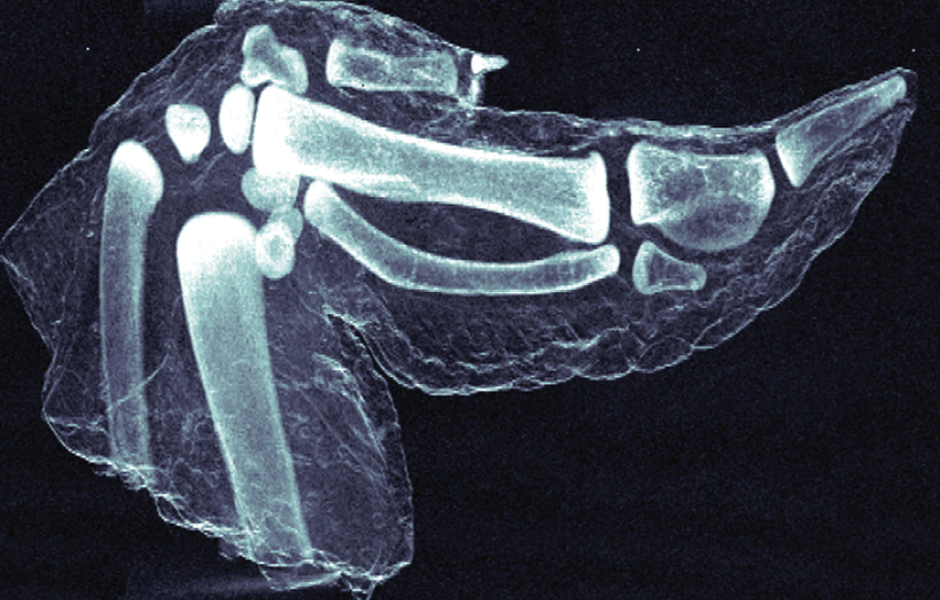 Internal structure of a chicken wing showing the chicken bones